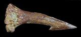 Onchopristis (Giant Sawfish) Rostral Barb #30696-1